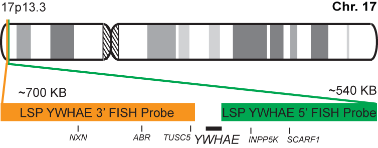 YWHAE Break Apart FISH Probe Kit 