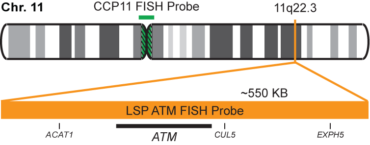 ATM/CCP11 FISH Probe Kit  