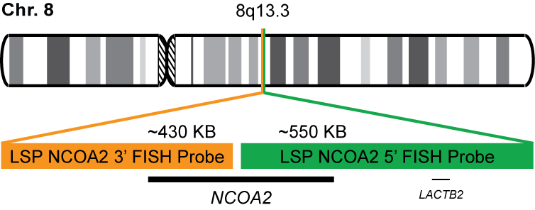 NCOA2 Break Apart FISH Probe Kit 