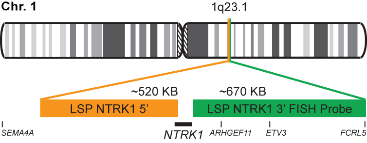 NTRK1 Break Apart FISH Probe Kit