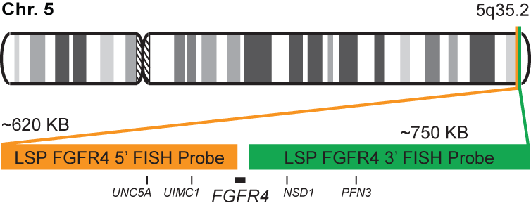 FGFR4 Break Apart FISH Probe Kit