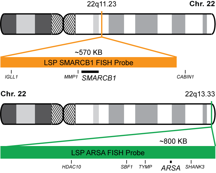 SMARCB1/CCP22 FISH Probe Kit