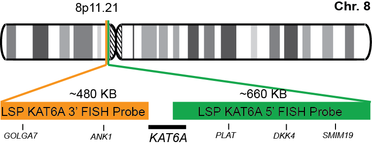 KAT6A Break Apart FISH Probe Kit