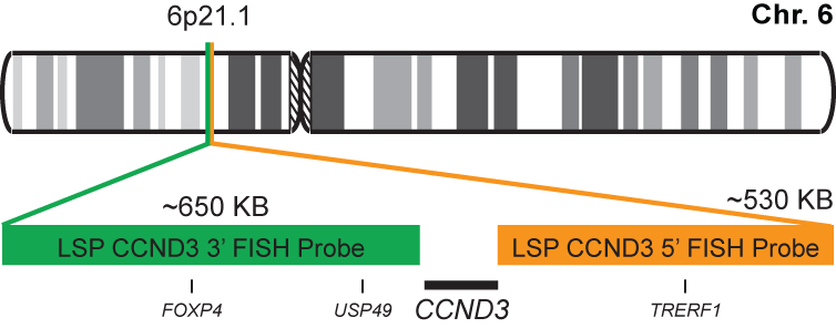 CCND3 Break Apart FISH Probe Kit