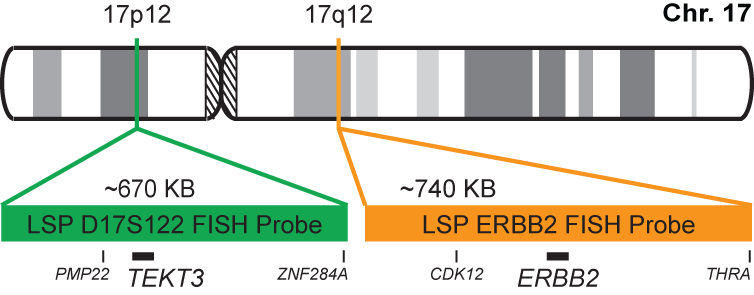 ERBB2/TEKT3 FISH Probe Kit