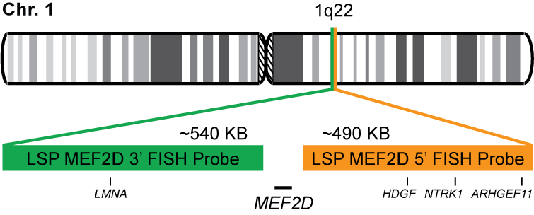 MEF2D Break Apart FISH Probe Kit   