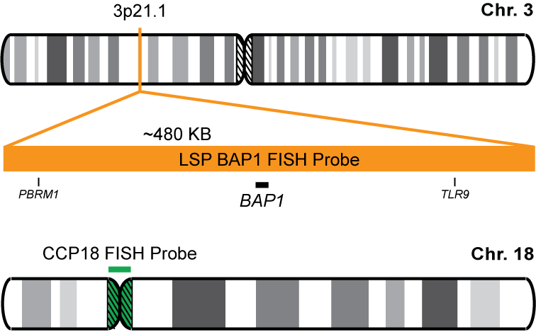 BAP1/CCP18 FISH Probe Kit 