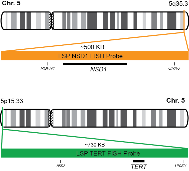 NSD1/TERT FISH Probe Kit 