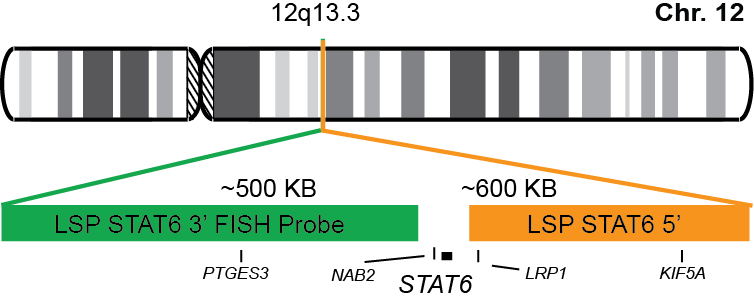 STAT6 Break Apart FISH Probe Kit  