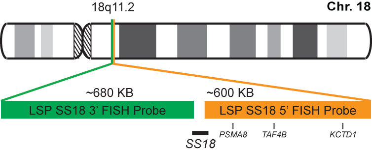 SS18 Break Apart FISH Probe Kit  