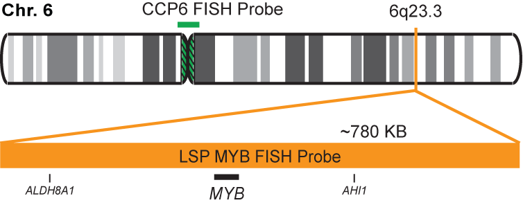 MYB/CCP6 FISH Probe Kit 