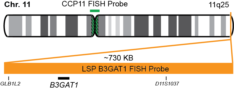 B3GAT1/CCP11 FISH Probe Kit  