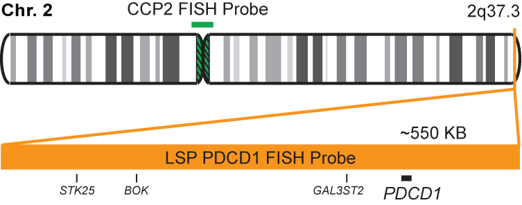 PDCD1/CCP2 FISH Probe Kit 