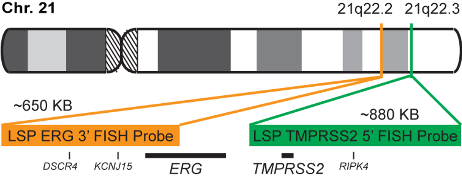 TMPRSS2-ERG Fusion/Translocation FISH Probe Kit 