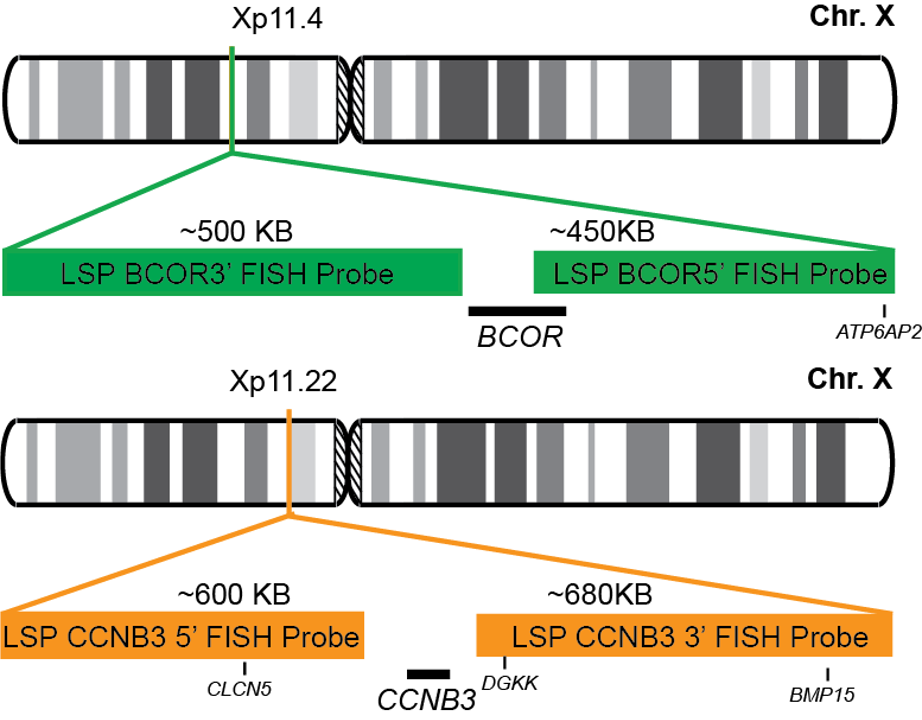 BCOR-CCNB3 Dual Fusion/Translocation FISH Probe Kit 