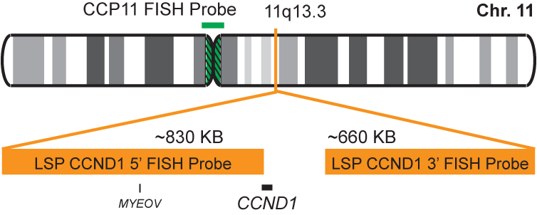 CCND1/CCP11 FISH Probe Kit 
