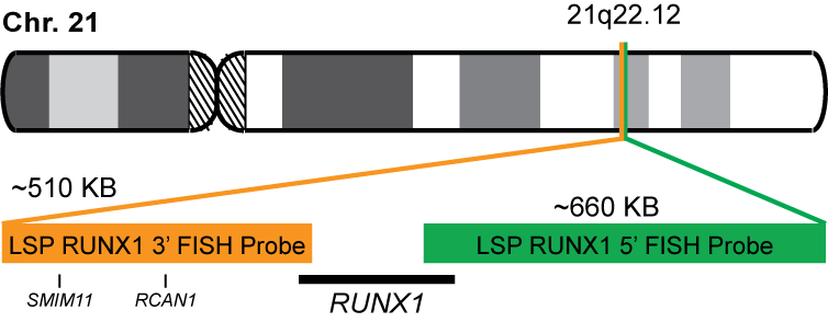 RUNX1 Break Apart FISH Probe Kit 