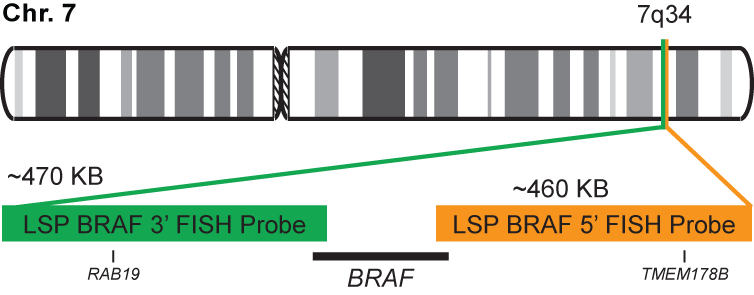 BRAF Break Apart FISH Probe Kit 