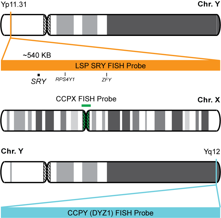 SRY/CCPX/CCPY (DYZ1) FISH Probe Kit
