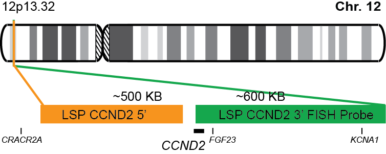 CCND2 Break Apart FISH Probe Kit