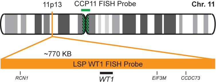 WT1/CCP11 FISH Probe Kit 
