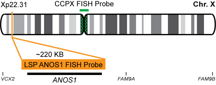 ANOS1/CCPX FISH Probe Kit