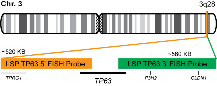 TP63 Break Apart FISH Probe Kit