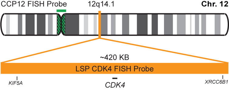 CDK4/CCP12 FISH Probe Kit