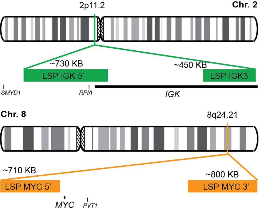 IGK-MYC Dual Fusion/Translocation LR FISH Probe Kit