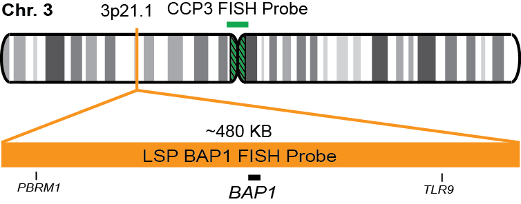 BAP1/CCP3 FISH Probe Kit