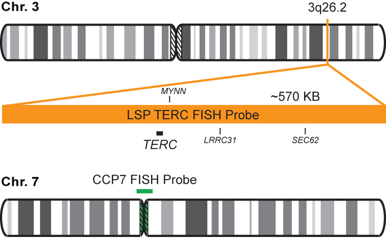 TERC/CCP7 FISH Probe Kit 