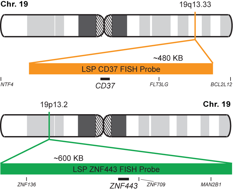 CD37/ZNF443 FISH Probe Kit