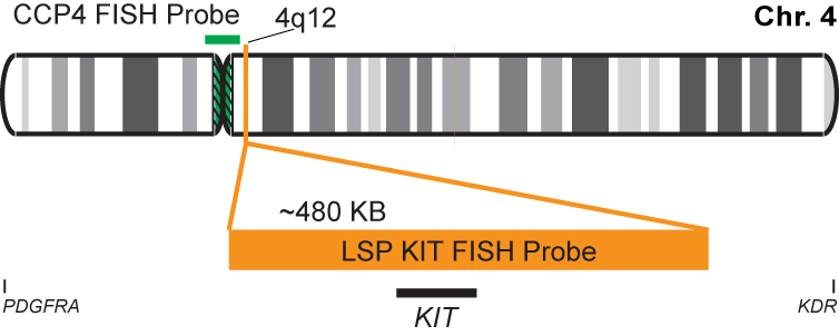 KIT/CCP4 FISH Probe Kit