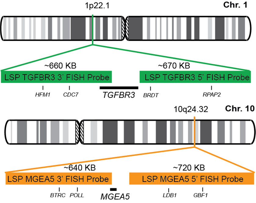 TGFBR3-MGEA5 Dual Fusion/Translocation FISH Probe Kit