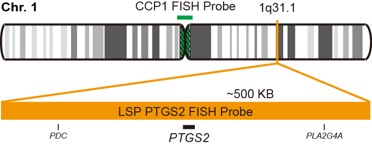PTGS2/CCP1 FISH Probe Kit