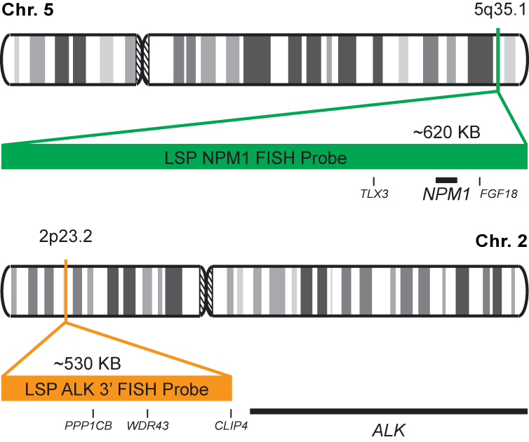 NPM1-ALK Fusion/Translocation FISH Probe Kit