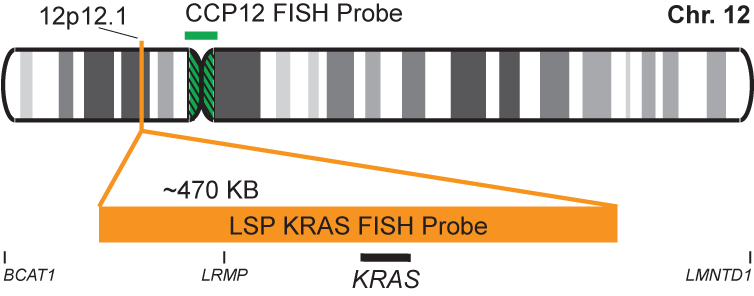 KRAS/CCP12 FISH Probe Kit