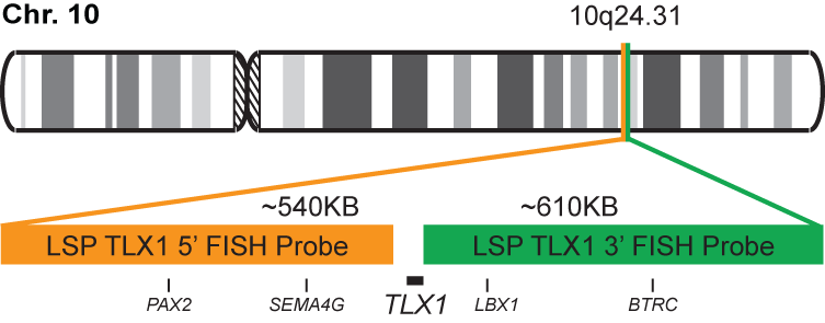 TLX1 Break Apart FISH Probe Kit 