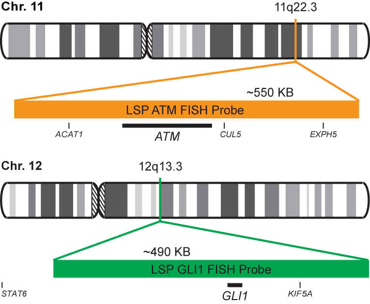 ATM/GLI1 FISH Probe Kit  