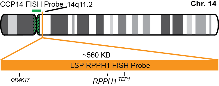RPPH1/CCP14 FISH Probe Kit 