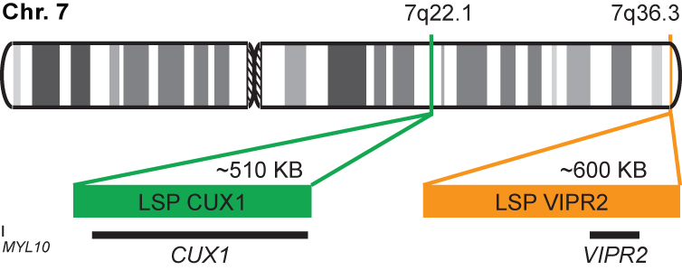 CUX1/VIPR2 FISH Probe Kit 