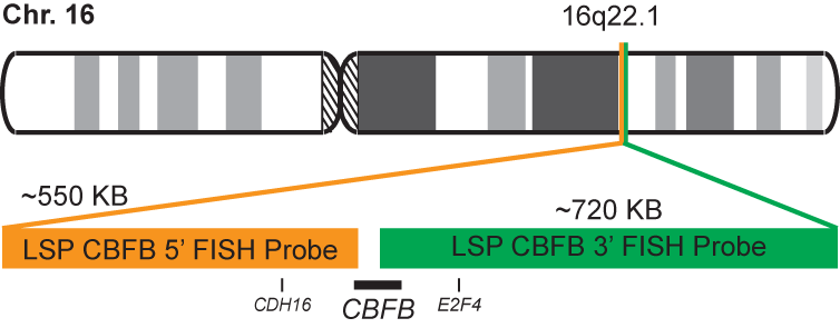 CBFB Break Apart FISH Probe Kit