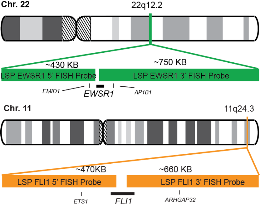 EWSR1-FLI1 Dual Fusion/Translocation FISH Probe Kit  