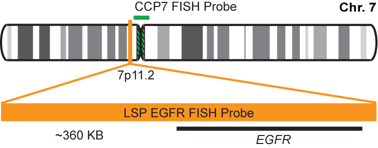 EGFR/CCP7 FISH Probe Kit 