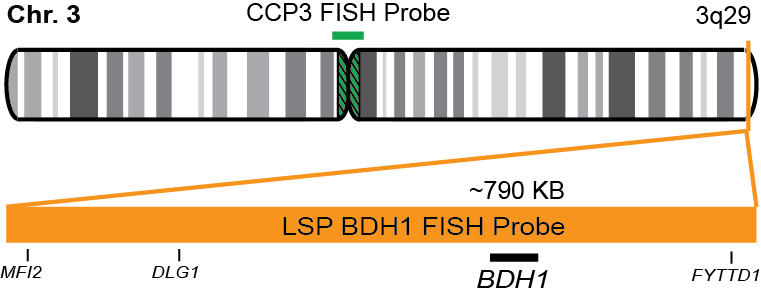BDH1/CCP3 FISH Probe Kit 