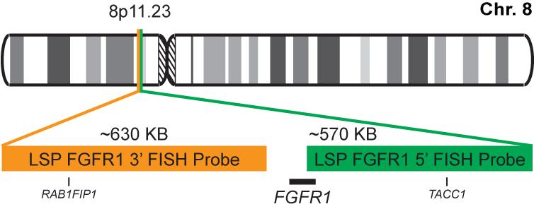 FGFR1 Break Apart FISH Probe Kit