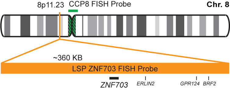 ZNF703/CCP8 FISH Probe Kit 