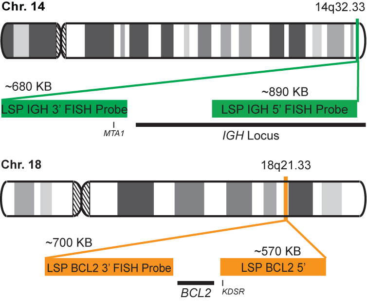 IGH-BCL2 Dual Fusion/Translocation FISH Probe Kit 