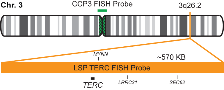 TERC/CCP3 FISH Probe Kit  