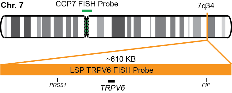TRPV6/CCP7 FISH Probe Kit